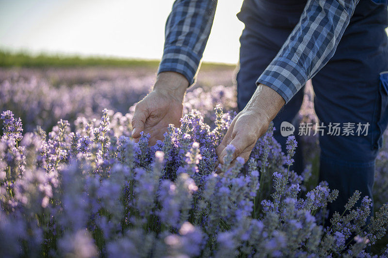 农民在检查薰衣草田的质量。