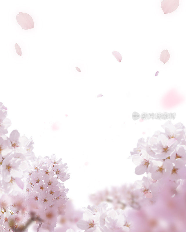 樱花和花瓣