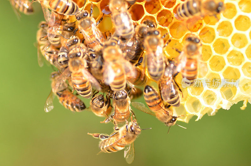一群蜜蜂在蜂房上的特写镜头