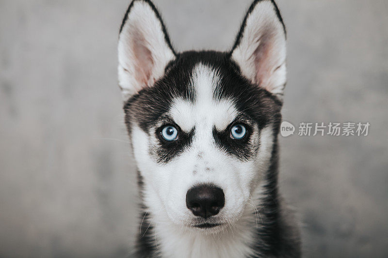 小狗西伯利亚雪橇犬