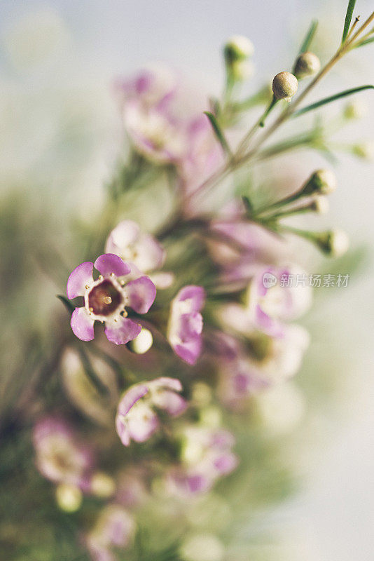 精致美丽的新鲜蜡花映衬着粉红色的背景