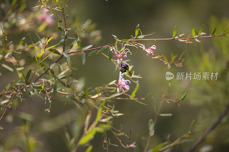 孔雀木蜂