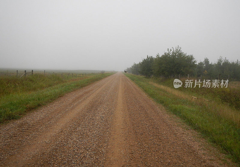 有雾的早晨，鹿穿过乡间小路