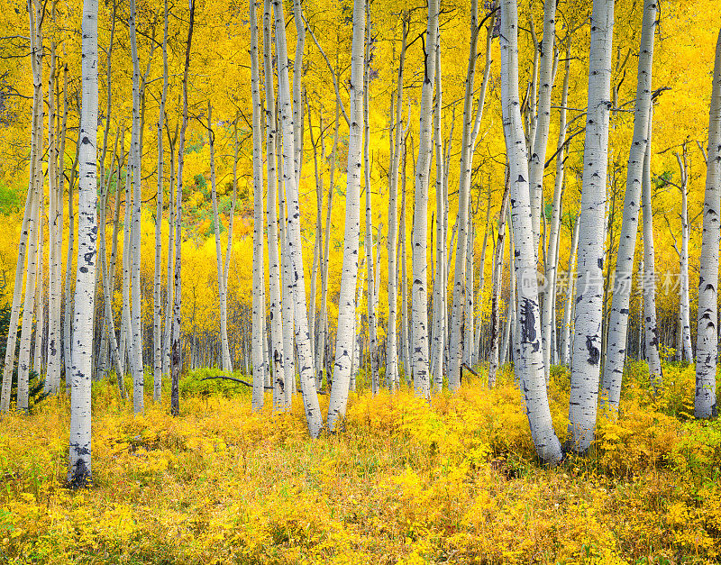 科罗拉多州落基山脉的秋天白杨森林