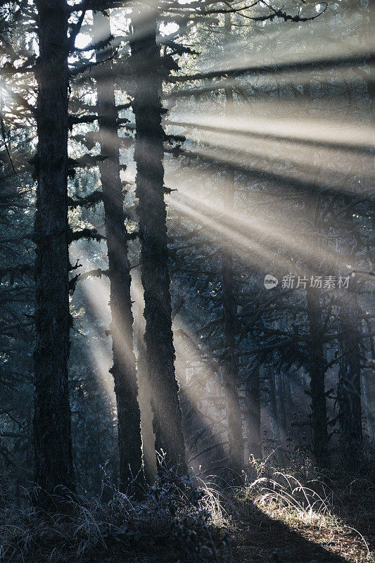 光在森林