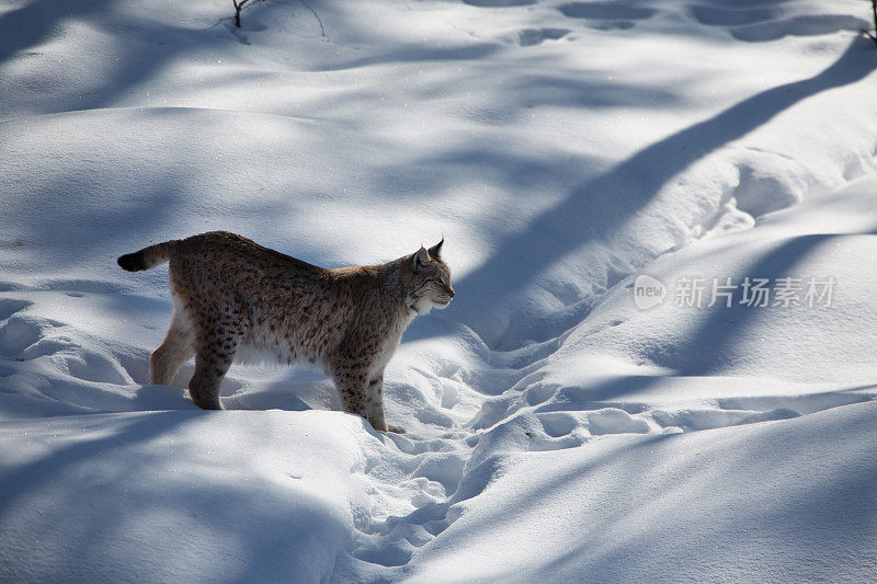 欧亚猞猁在雪地里行走