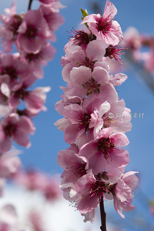 桃子Blossoms2