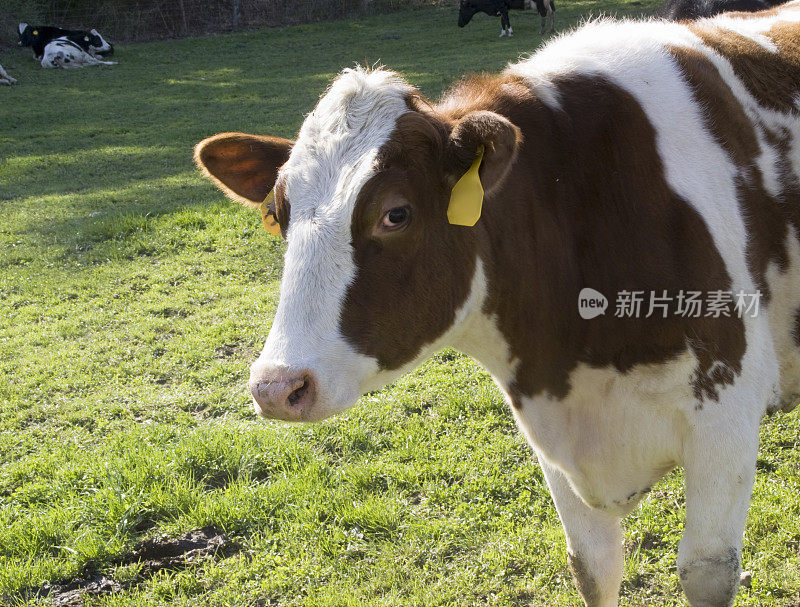 红白奶牛和牛皮