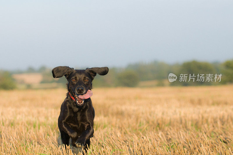 不要担心…是快乐!