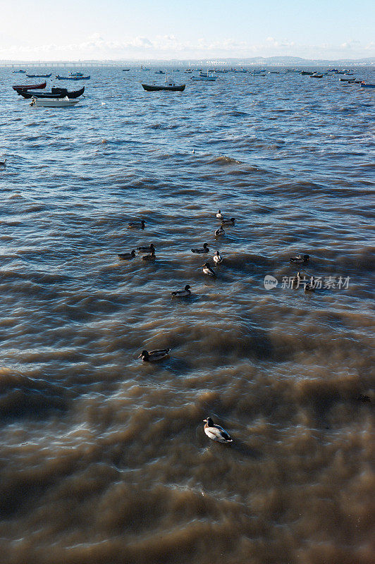 塔古斯河上的鸭子