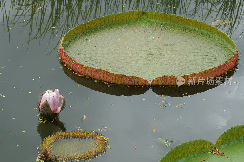 维多利亚莲花和水上花