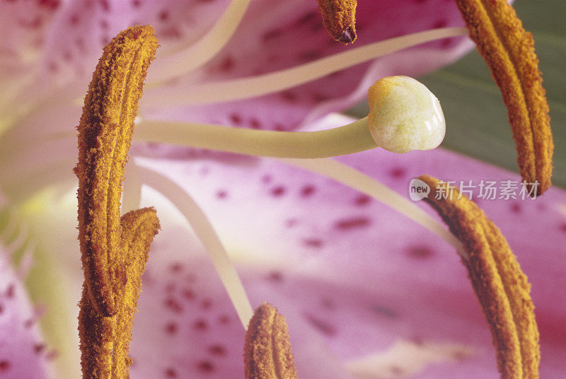 一个百合花的特写细节