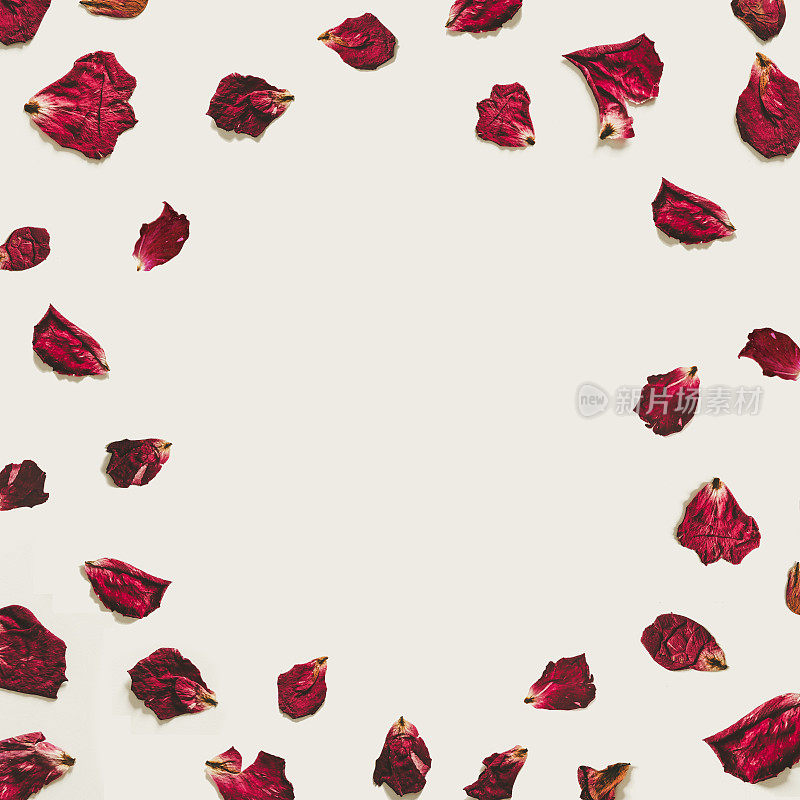 玫瑰花瓣与复制空间，在白色的背景