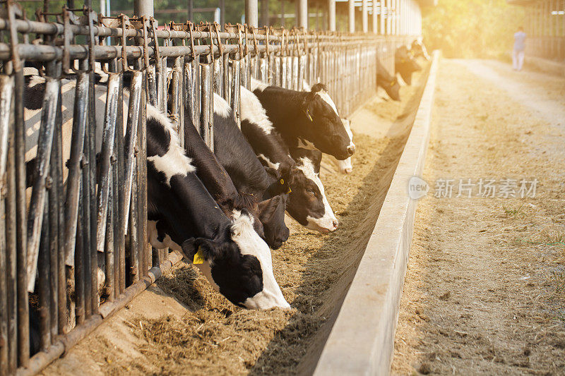 奶牛在阳光下的农场的特写