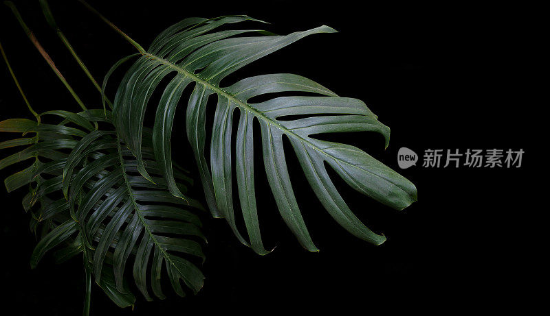 野生林中生长的绿叶植物，热带森林植物，黑色背景上的常绿藤蔓。