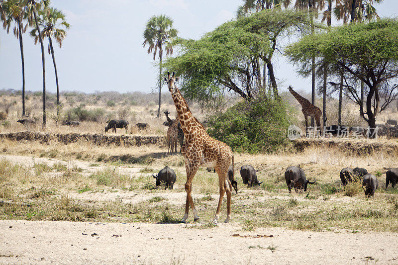 这片土地上有长颈鹿和水牛。