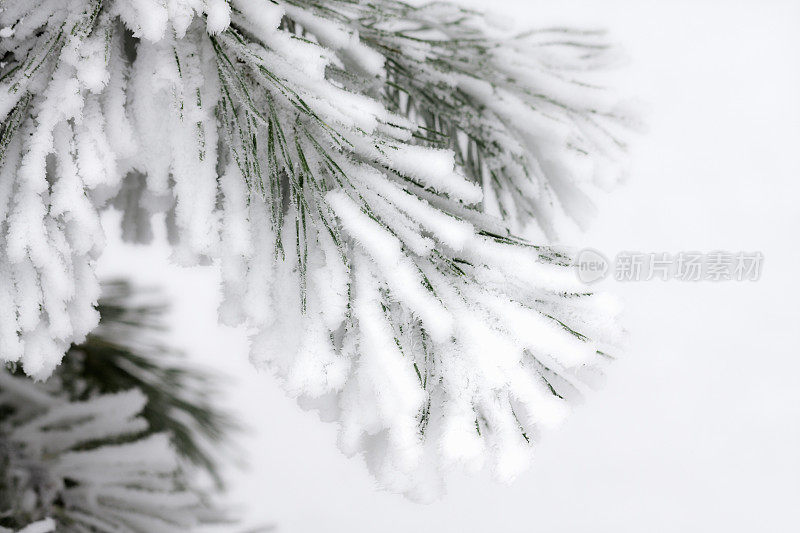 白雪覆盖的松树树枝