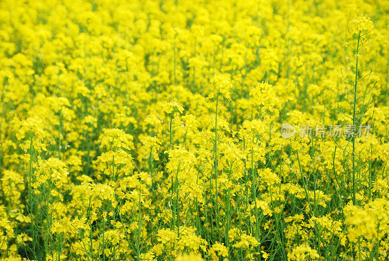 特写油菜田开花