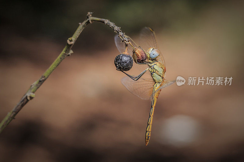 一朵花中的蜻蜓