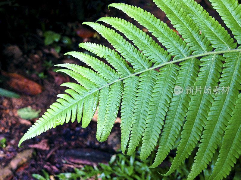 新加坡,热带植物。