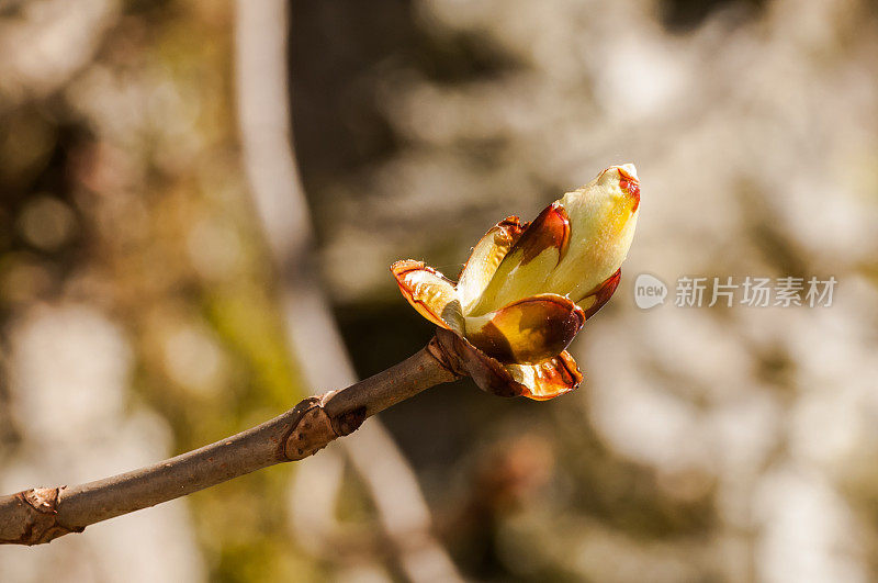 栗子芽