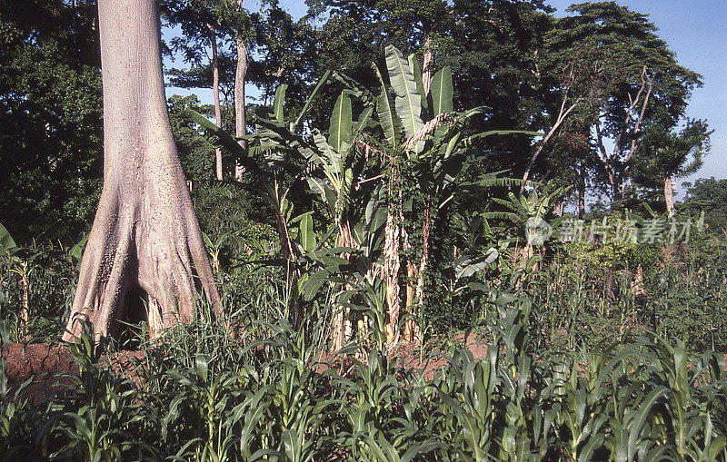 在加纳中部西非残余雨林树木中的热带种植园