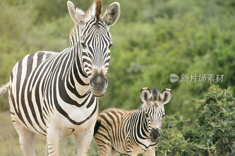 南非阿多公园的斑马妈妈和斑马宝宝
