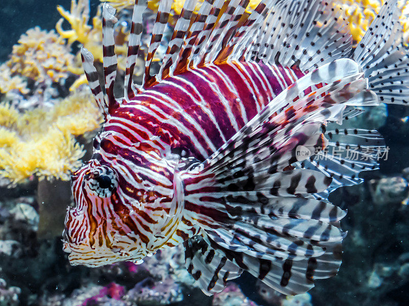 鱼在水族馆游泳的特写镜头