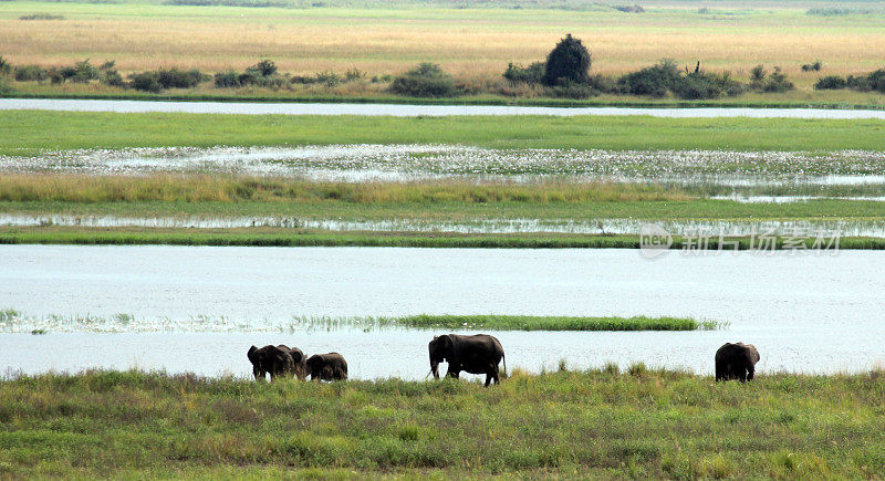 博茨瓦纳:丘比国家公园的大象