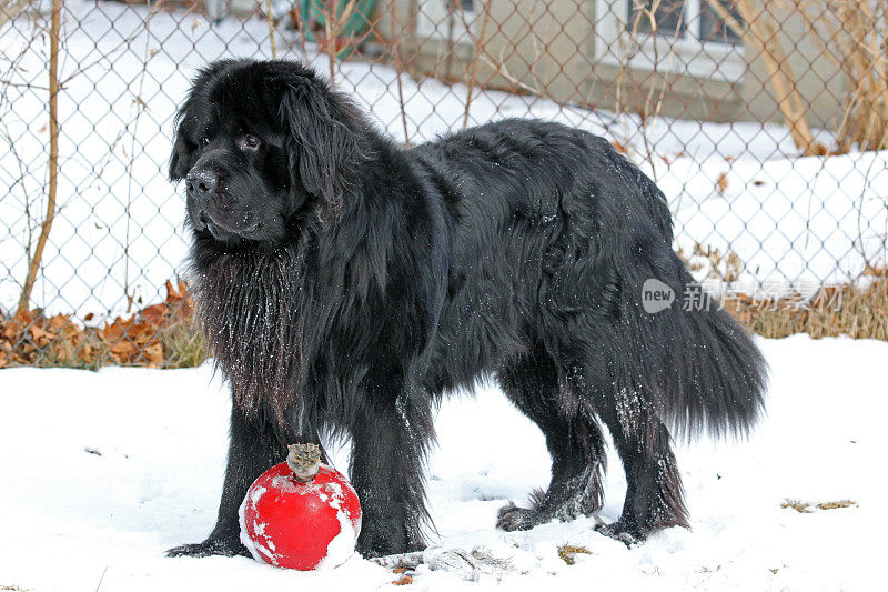 加拿大:雪中的纽芬兰狗
