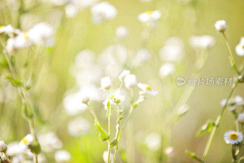 野甘菊领域