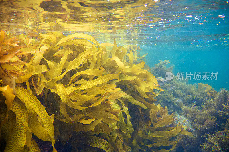 海苔反射