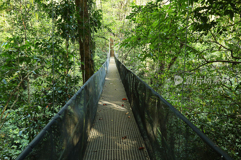 热带雨林中的吊桥