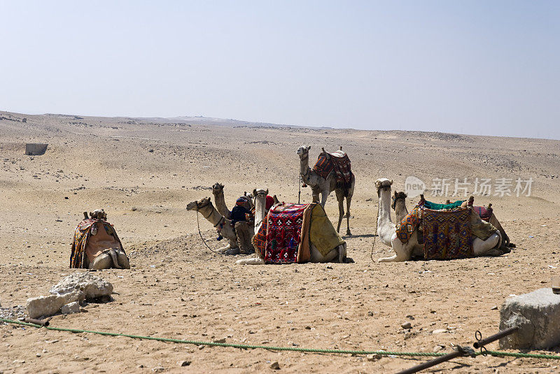 埃及沙漠中的骆驼