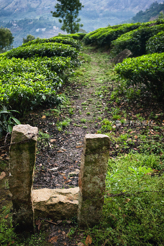 印度西高止山脉茶叶种植园的大门