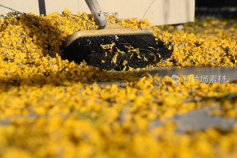 金雀花和黄叶