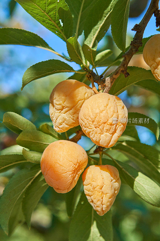 树枝上的杏干