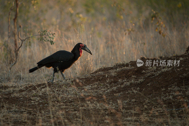 南部Ground-Hornbill