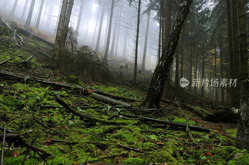 阴森的森林，有雾和苔藓。