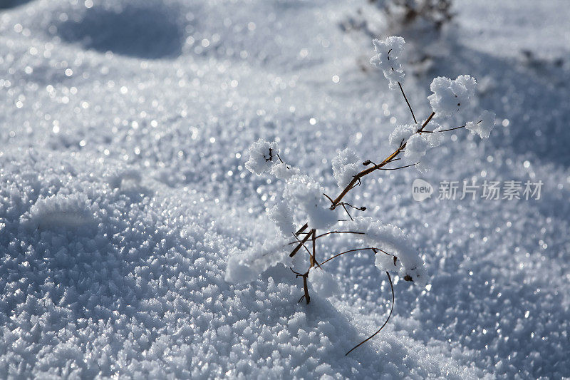 雪花特写