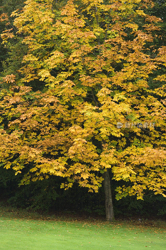 秋天的马栗树