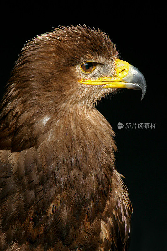 草原鹰（阿奎拉・尼帕伦西斯）