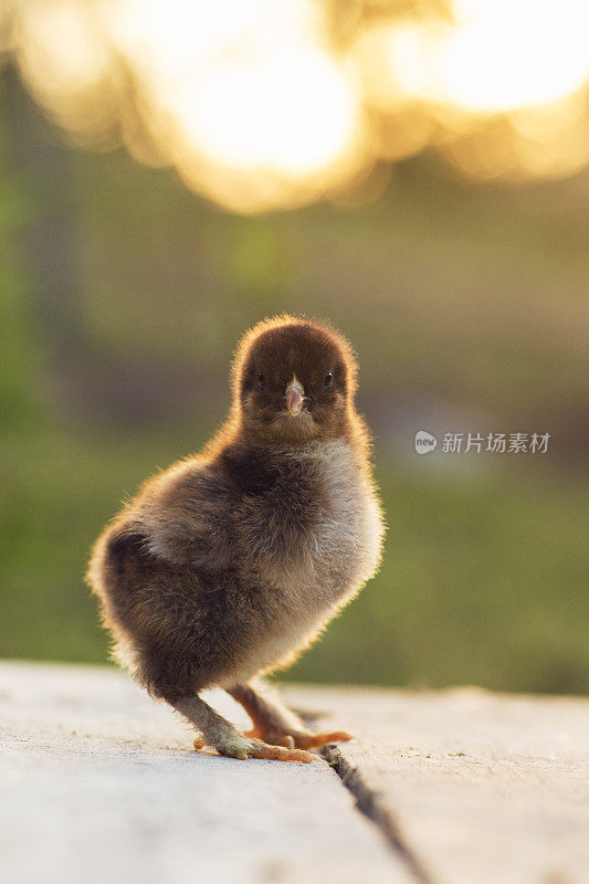 鹧鸪孵小鸡