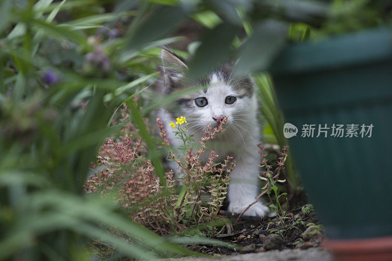 小花猫偷偷地在花里