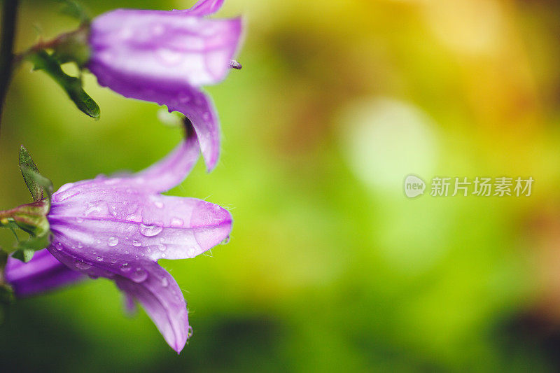 雨后的蓝花