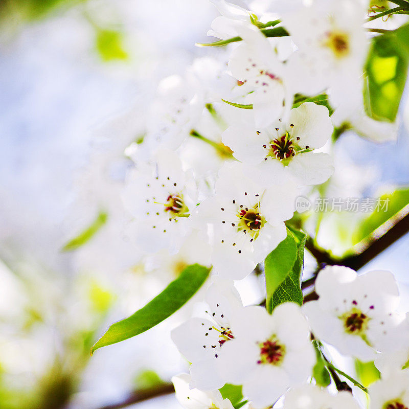 樱花樱花