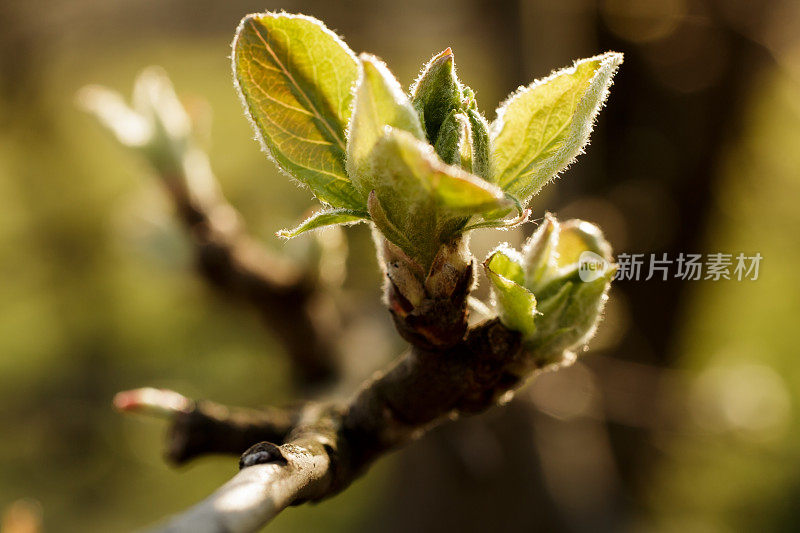 苹果花