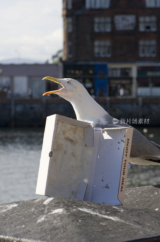 海鸥和炸鱼薯条