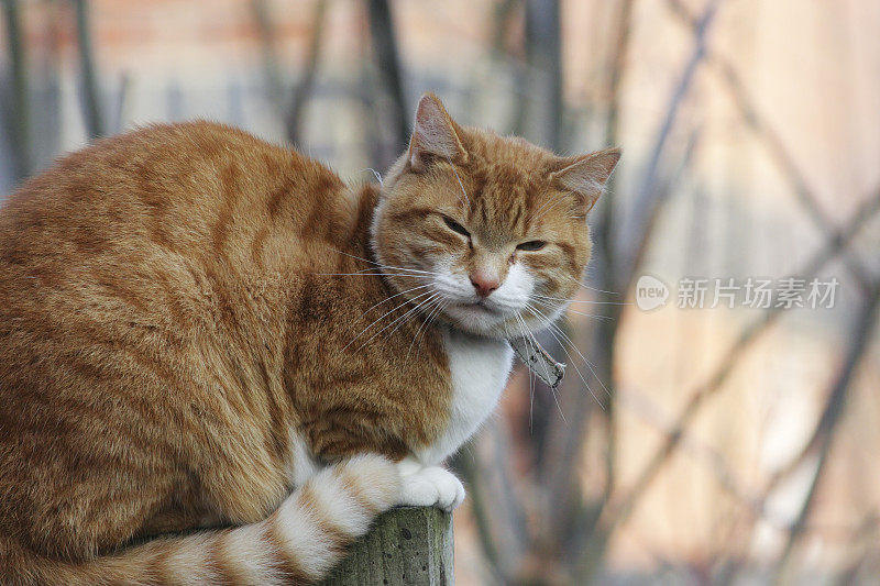 几乎闭着眼睛的姜黄色虎斑猫