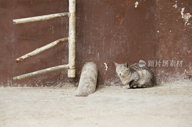 只流浪猫